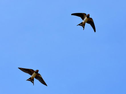 Schuilen onder vleugels