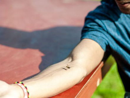 Milieu Centraal geeft tips tegen wespen