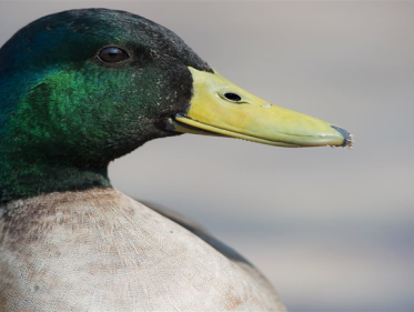 De natuur in: waarom gaat het slecht met de wilde eend?