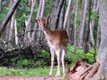 Rijdt rechtdoor en rem hard! !
