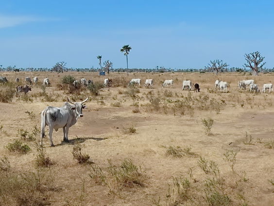 Bellen met Frederique uit Senegal