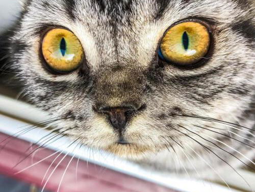 Katten jagen de hele nacht blijkt uit onderzoek