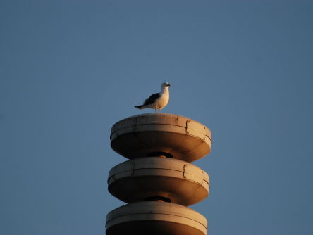 Woord van de Dag - Sirene