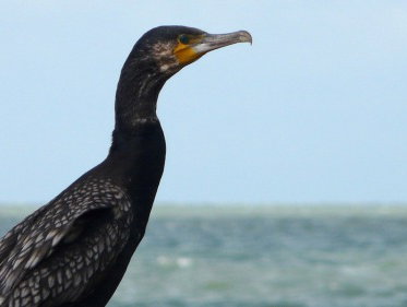 Martine Dubois: 'De aalscholver is een echte viseter'