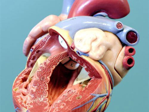 wat een vak: cardioloog