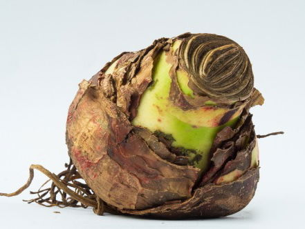 Gezocht: tulpenbolleneters voor Nederlands Openlucht Museum