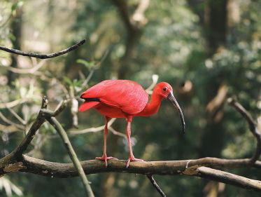 Levenswerk Henk Dietz te koop: Vogelpark Ruinen