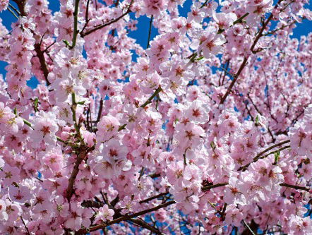 Dagsluiter Arie van der Veer