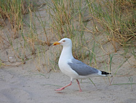 Martine Dubois: 'Zeemeeuwen weten als geen ander waar er wat te snaaien valt... vraag dat maar eens aan m ...