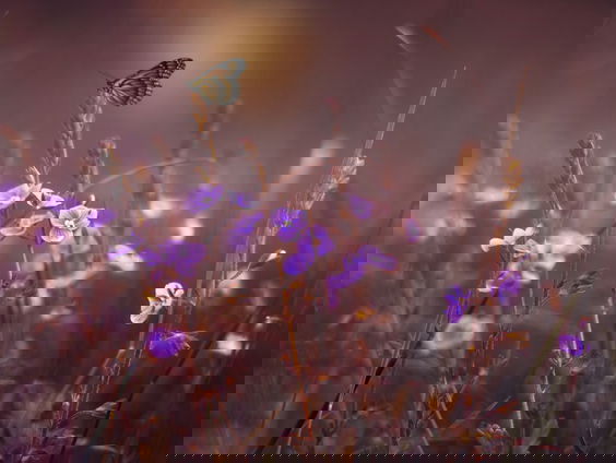 HZD: Hoe ontstaan vlinders in je buik?