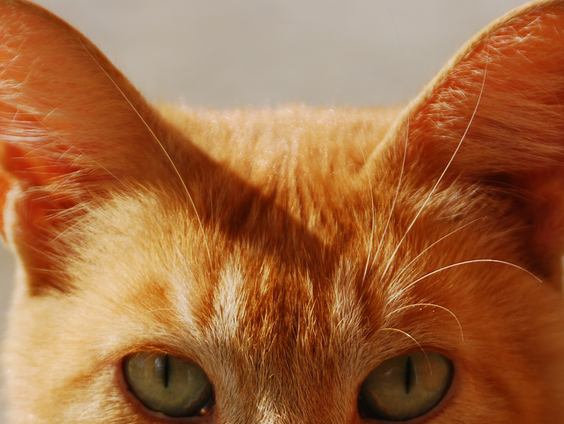 Kat Tommie uit Den Oever is na 10 jaar weer teruggevonden!