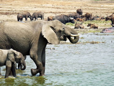 Kunnen olifanten zwemmen?