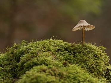Mosmuur zuivert de Groningse lucht