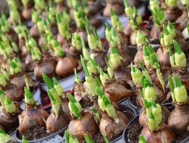 Ook een bloementuin? Plant nu je bollen!