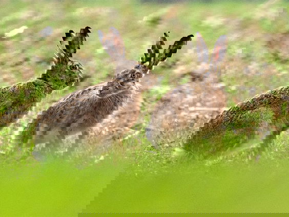 Op welke manieren steken dieren de weg over?