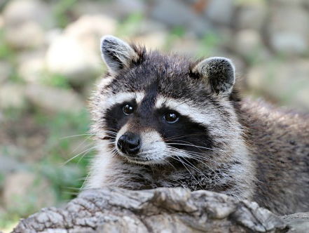 Twintigduizend mensen ondertekenen petitie tegen afschieten wasberen