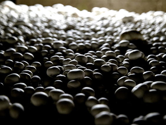 Ilse Kremer kleurt kleding met schimmels!