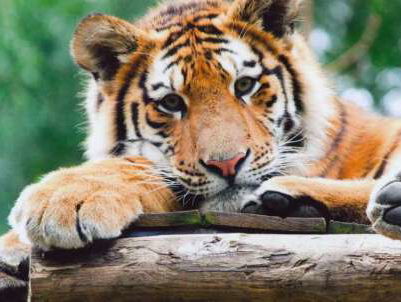 Een tijger als huisdier?