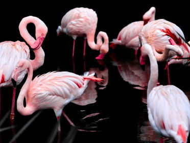 Van harte: De Roze Loper