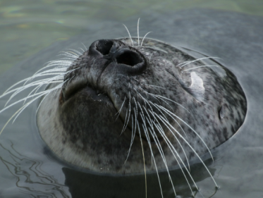 Zeehond Maya zorgt voor vistekort in zeehondencrèche