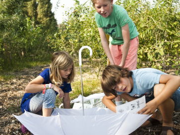 2/6 - Enorme biodiversiteit in Tiny Forest