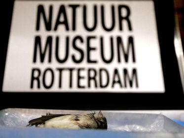 Kent u de 'dominomus' nog?