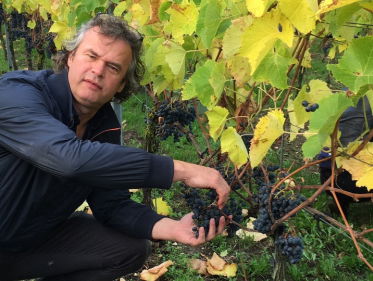 Haastig Limburgse druiven plukken