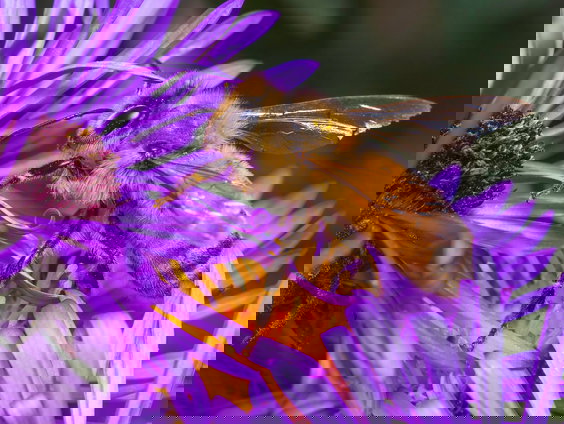 Wereld bijendag: zo help jij de bij!