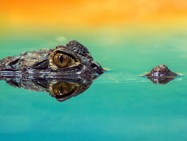 Waarom zeggen we 'krokodillentranen'?