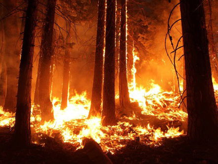 Bosbrandenpreventie; hoe dan?