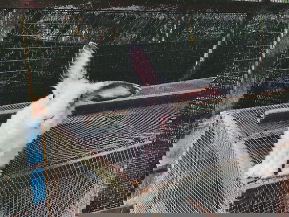 HZD: Waarom zijn konijnen in hokken zielig?