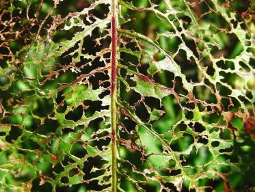 Kees van Son vertelt over de ‘natuurramp’ in het Drentsche landschap’