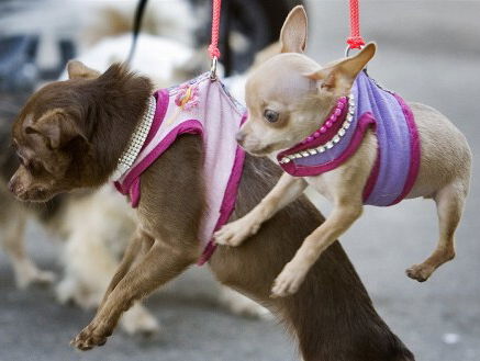 We humaniseren dieren een beetje te veel