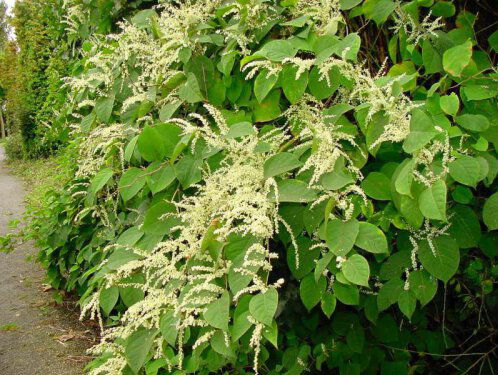 Heb jij een Japanse duizendknoop in de tuin? Hier wat tips voor deze 'horrorplant'