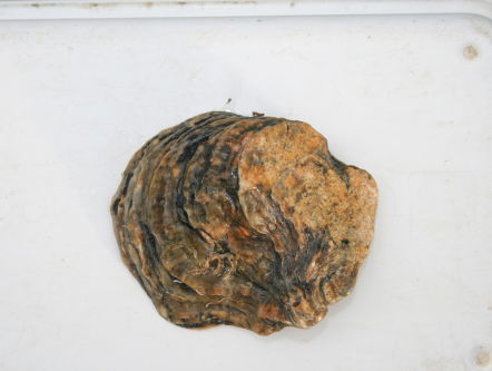 De natuur in: de platte oester is terug!