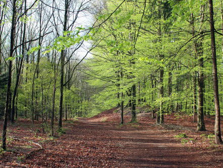 Meer erkenning voor het Nedersaksisch