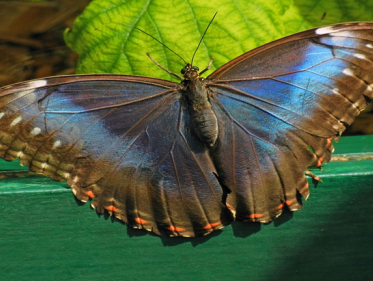 Arjan Postma over de nachtvlindertelling