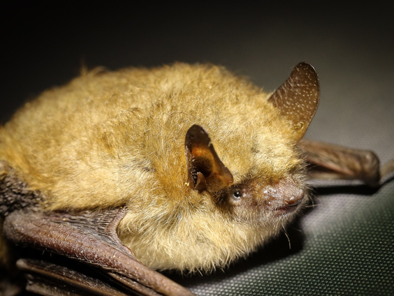 Vleermuizengrot in Leeuwarden geopend