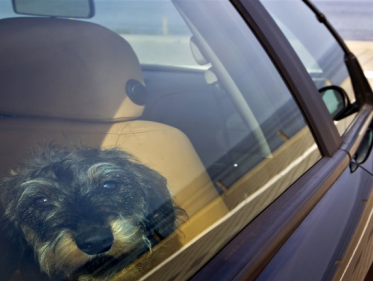 Oververhittingsbord honden