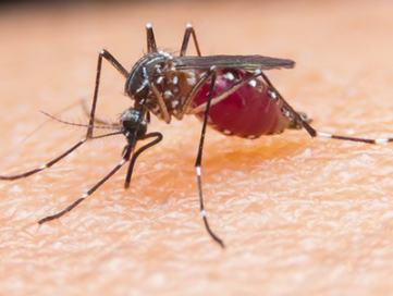 Helpt biotechnologie Malaria de wereld uit?