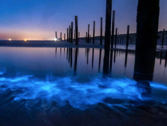 Magisch zeevonk gespot aan de Nederlandse kust