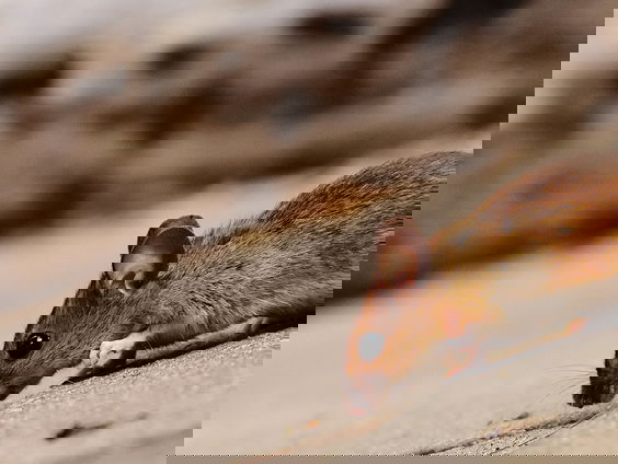 Milieu Centraal: zo bestrijd je ongedierte in huis