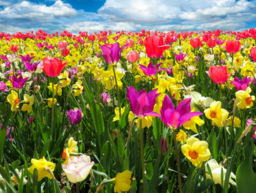 De lente wordt nog mooier!