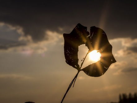 Dagsluiter - Anne-Meta Kobes