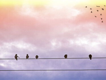 De natuur in: wat betekent het veranderende klimaat voor vogels?