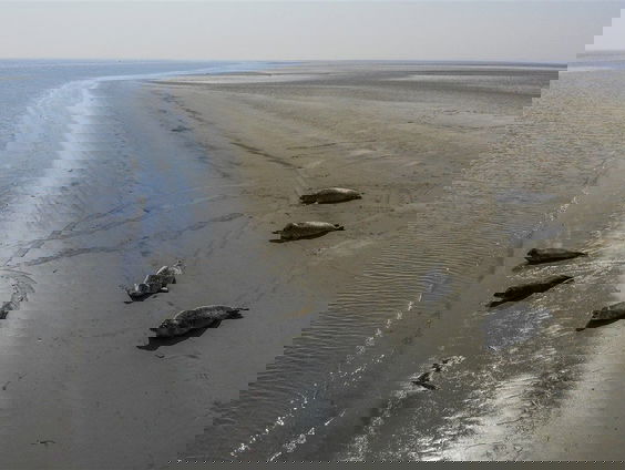 Het zilte leven van de delta tijdens de Oosterscheldeweek