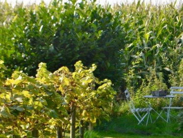 Arbeider in de wijngaard des heren