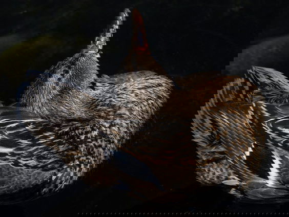 Wist jij dat eenden kunnen praten!?