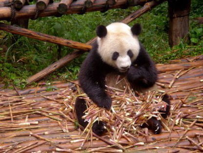 De panda's hebben gepaard!