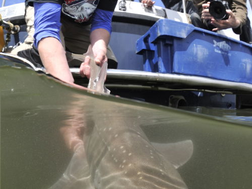 Niels Brevé: Jaws in de Noordzee